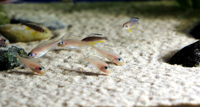 Xenotilapia nasus 'Chituta Bay'